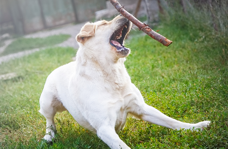 犬も歩けば棒に当たる」の解説 - 故事ことわざ辞典