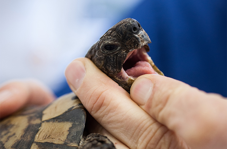 人捕る亀は人に捕られる : 故事ことわざ辞典