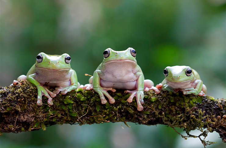 蛙の子は蛙 故事ことわざ辞典