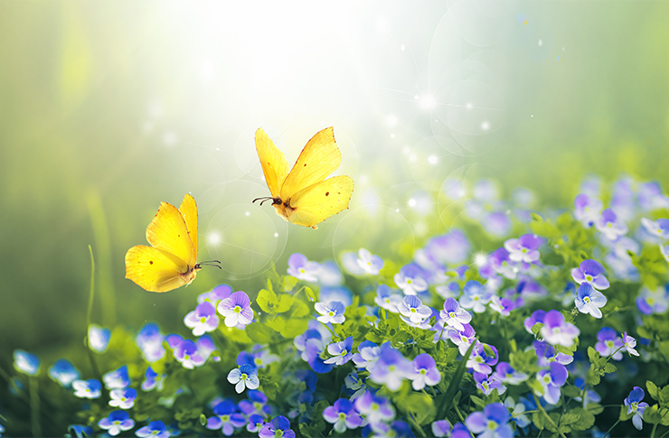 蝶よ花よ 故事ことわざ辞典