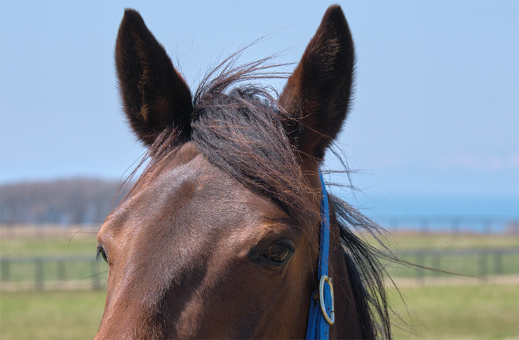 馬は馬連れってどういう意味ですか? – 牛は馬連れ 同義語 – YGNR